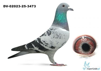 DV-02023-25-3473  inbred DI CAPRIO  van Dyck