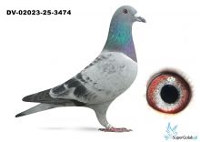 DV-02023-25-3474 inbred DI CAPRIO Van Dick