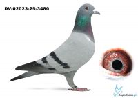 DV-02023-25-3480 inbred na Di Caprio Van Dyck