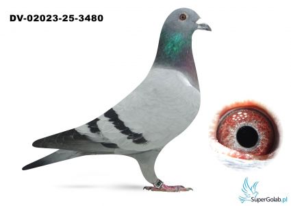 DV-02023-25-3480 inbred na Di Caprio Van Dyck