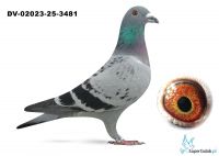 DV-02023-25-3481 - inbred Di Caprio Van Dyck