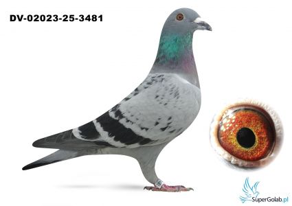 DV-02023-25-3481 - inbred Di Caprio Van Dyck