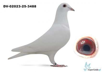 DV-02023-25-3488 inbred na Den Ad Marcel Wouters