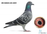 DV-02023-25-3491  wnuk OLIMIADE 394 Reoper