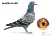 DV-02023-25-3499  Dirk van Dyck