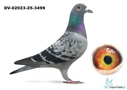DV-02023-25-3499  Dirk van Dyck