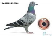 DV-02023-25-3500  inbred na Di CAPRIO i OLIMPIC NIELS van Dyck