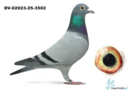 DV-02023-25-3502  - 100% Wouters