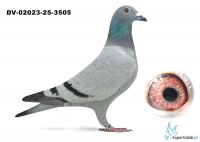 DV-02023-25-3505 - podwójny wnuk  OLIMPIADE 394 Roeper