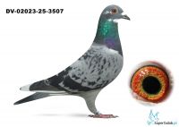 DV-02023-25-3507 PIPA BREDING x Dirk van Den Bulck