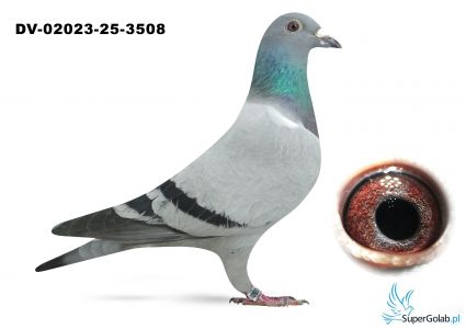 DV-02023-25-3508 inbred DI CAPRIO van Dyck