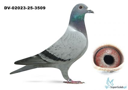 DV-02023-25-3509  inbred DI CAPRIO van Dyck