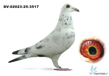 DV-02023-25-3517 - Leideman x Bindacz