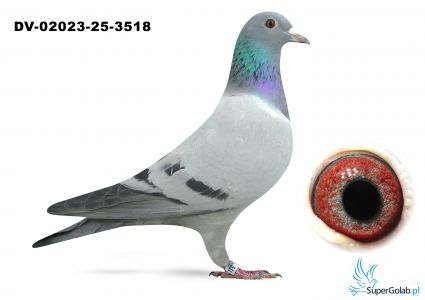 DV-02023-25-3518  inbred Di Caprio van Dyck