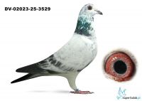 DV-02023-25-3529  Bindacz x  D. Beer x Leideman