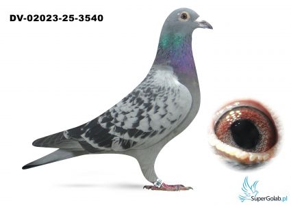 DV-02023-25-3540 Leo Heremans