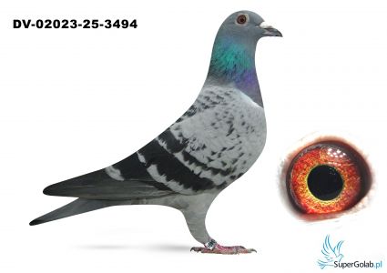 DV-02023-3494 wnuk OLIMPIC BOSS Herbots