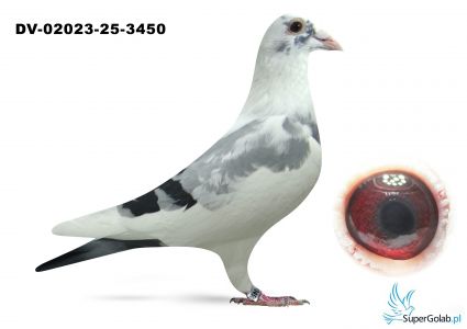 DV-02023-525-3450 Marcel Wouters 