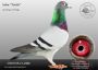 DV-02093-25-47 - Syn 