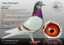 DV-02093-25-47 - Syn 