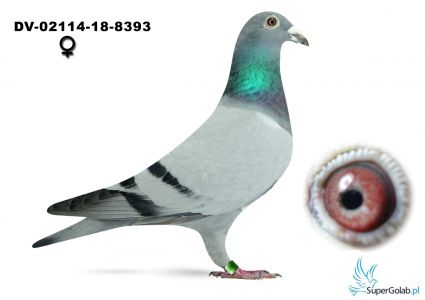 DV-02114-18-8393