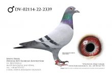DV-02114-22-2339 - samiec