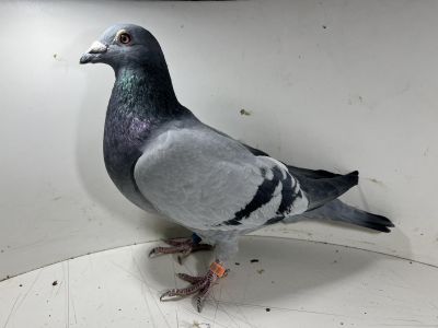 DV-02118-21-2002 oryg. Borowitz