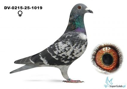 DV-0215-25-1019- OLR MAZURY