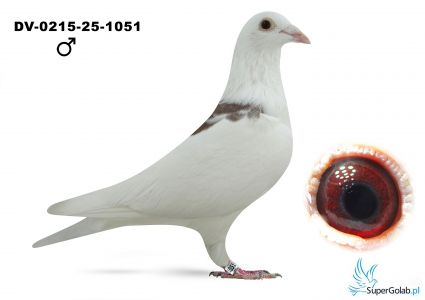 DV-0215-25-1051 OLR MAZURY