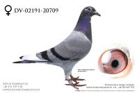 DV-02191-20-709 - prawdopodobnie samiczka