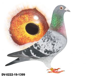 DV-0222-19-1399-Wnuk 864 H.Will Lotowany na WG Talent Quatro