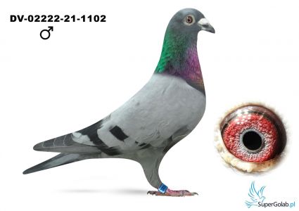 DV-02222-21-1102