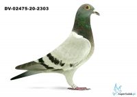 DV-02475-20-2303