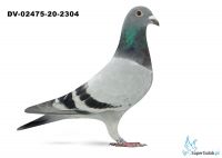 DV-02475-20-2304