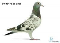 DV-02475-20-2306