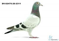 DV-02475-20-2311