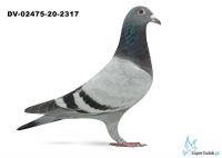 DV-02475-20-2317