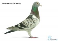 DV-02475-20-2325