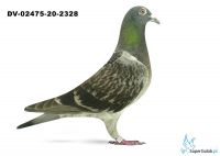 DV-02475-20-2328