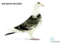 DV-02475-20-2329