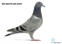 DV-02475-20-2347