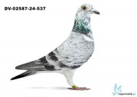 DV-02587-24-537 - 25 gołąb z Finału Gifhorn 535 Tadeusz Klein