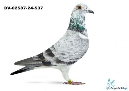 DV-02587-24-537 - 25 gołąb z Finału Gifhorn 535 Tadeusz Klein