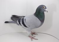 DV-02618-11-1659 KARL HEINZ WICHERT inbreed Wittenbuik