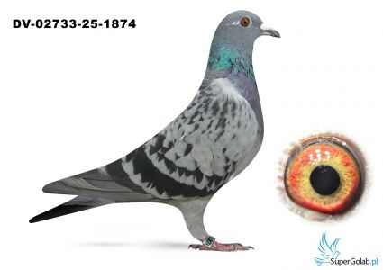 DV-02733-25-1874  Familie Soellner