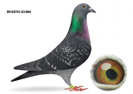 DV-02741-23-984 STICKERS - DONCKERS  - TYLKO OPCJA - KUP TERAZ - BEZ LICYTACJI