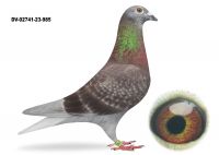 DV-02741-23-985 - samiec linia Stickers - Donckers