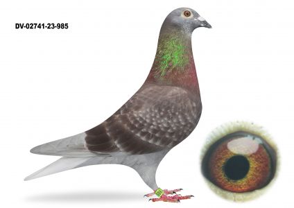 DV-02741-23-985 - samiec linia Stickers - Donckers