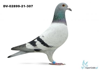 DV-02899-21-307 Lada Team  - druga drużynę OLR Polish Masters