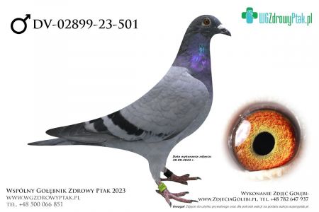 DV-02899-23-501: LADA SLAWOMIR  prawdopodobnie samiec